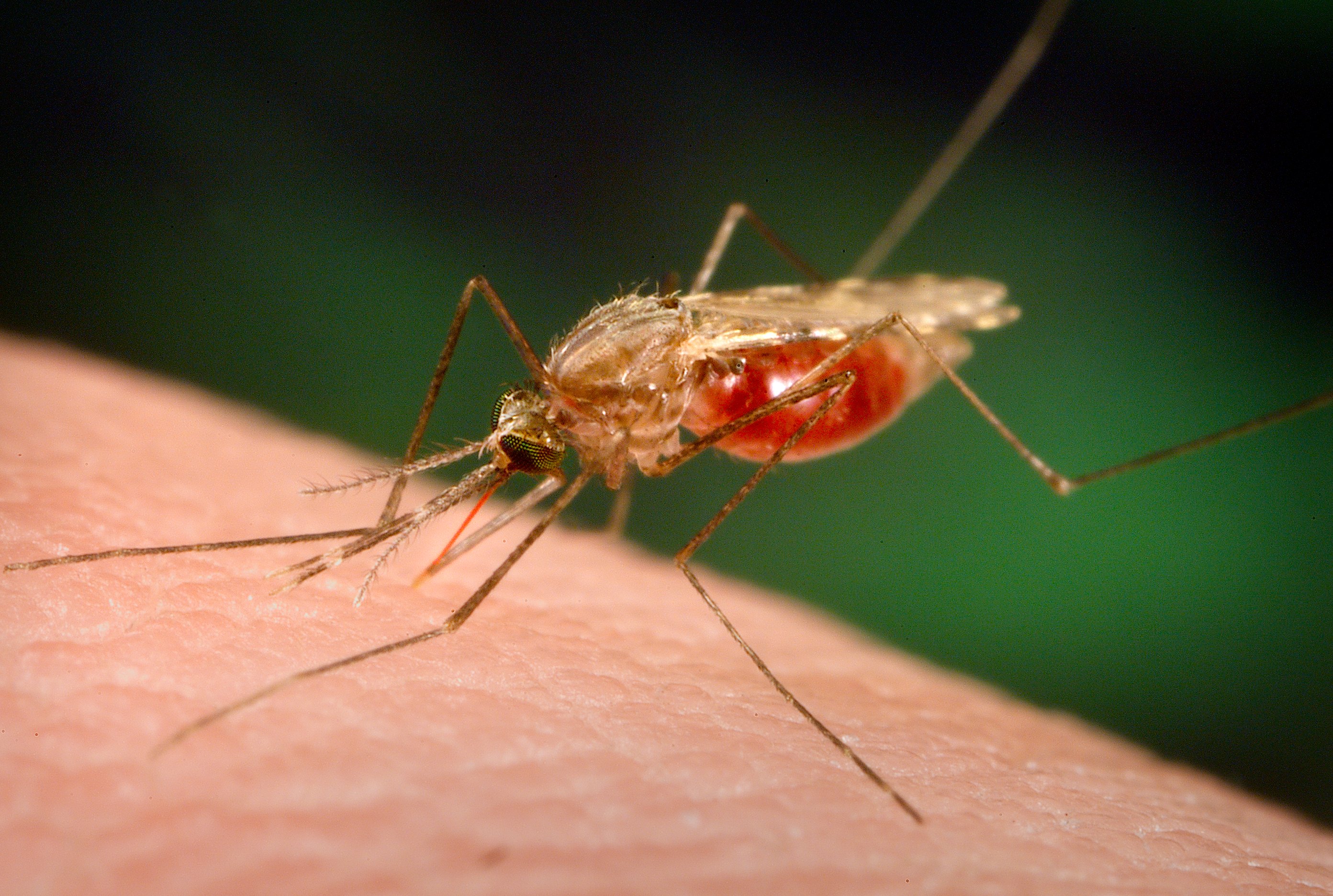 El Centro Nacional de Microbiología confirma dos nuevos casos de dengue en la Región vinculados a los anteriores