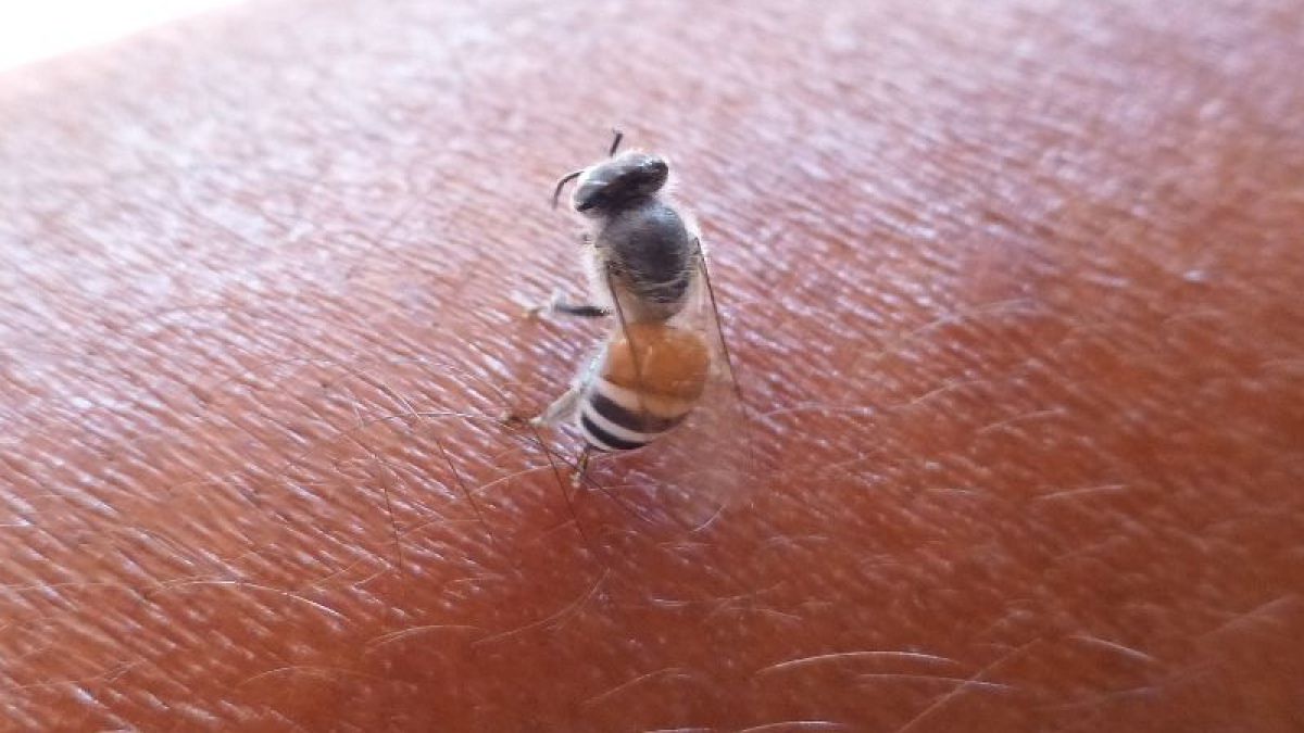 El Servicio de Alergologí­a del Hospital Clí­nico ya ha vacunado a más de 300 personas alérgicas con extractos de veneno de avispa y abeja