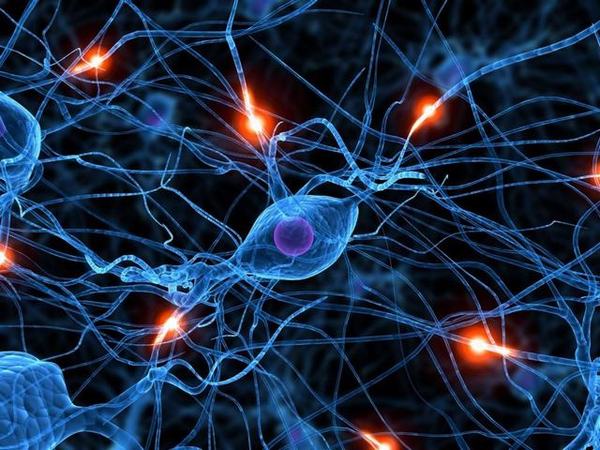 Dos investigadores de Parapléjicos presentan un proyecto para la reconexión neural en el Congreso de la Sociedad Española de Neurociencias