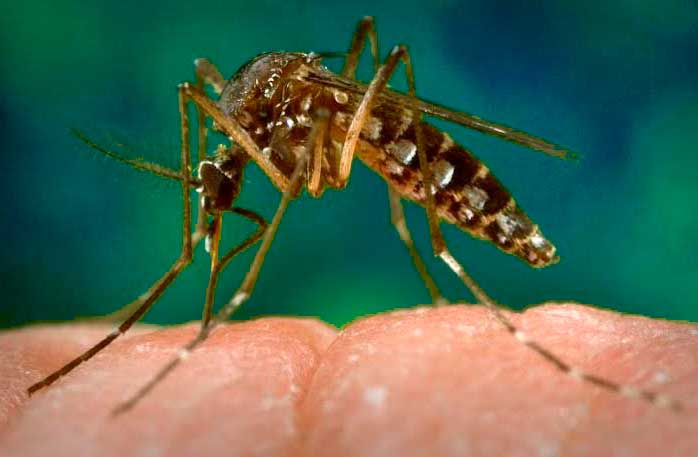 El Centro Nacional de Microbiologí­a confirma un caso de virus zika en Lorca en un paciente que habí­a viajado desde un paí­s afectado